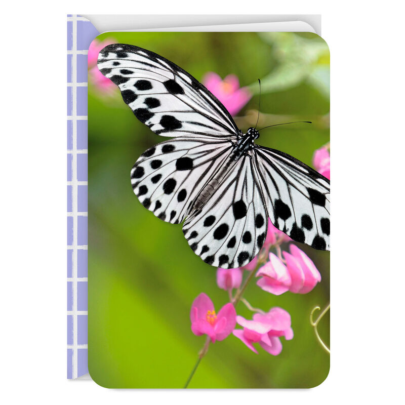 BlackandWhite-Butterfly-and-Pink-Flowers-Blank-Card_299LJB1356_01