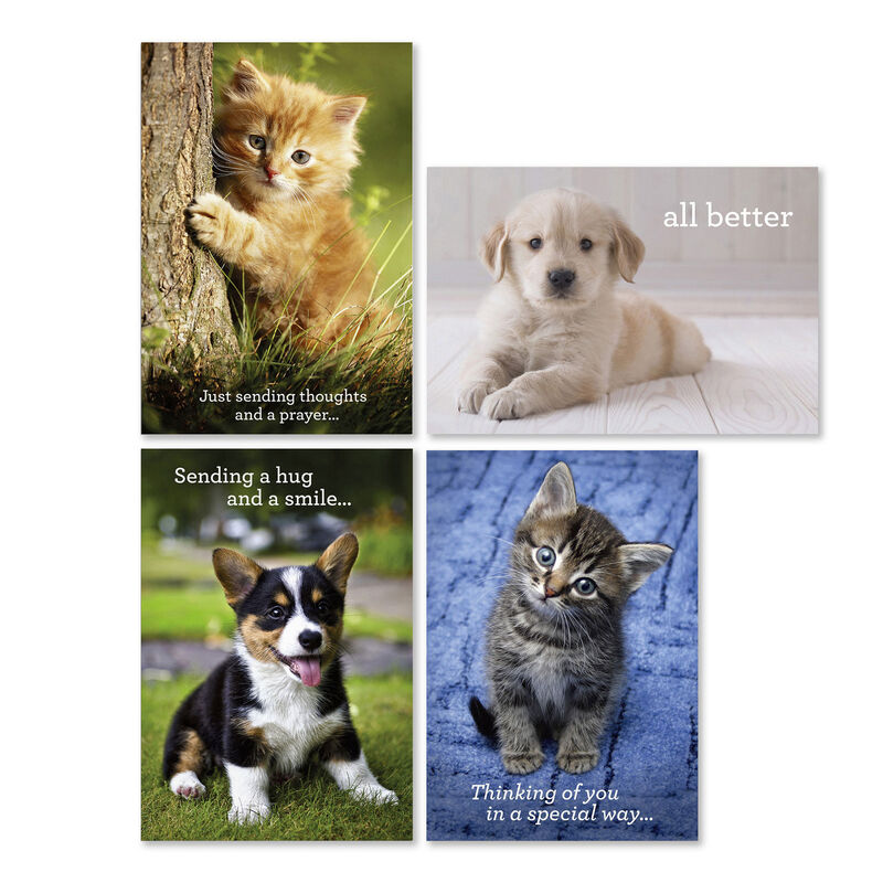 Cats-and-Dogs-DaySpring-Get-Well-Cards-Assortment_3DSI4544_01