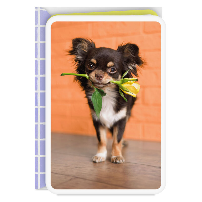 Chihuahua-Dog-With-Flower-Blank-Card_299LJB1355_01