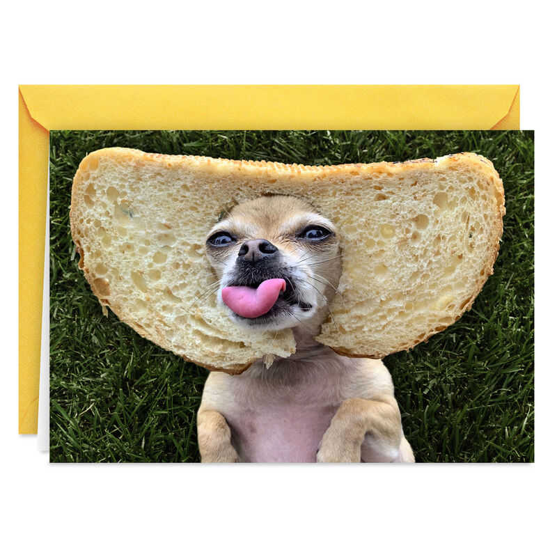 Dog-Stuck-in-Bread-Slice-Funny-Birthday-Card_399ZZB6298_01