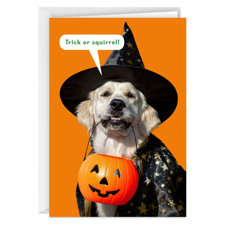 Dog-in-Witch-Costume-Funny-Halloween-Card_369ZH8023_01