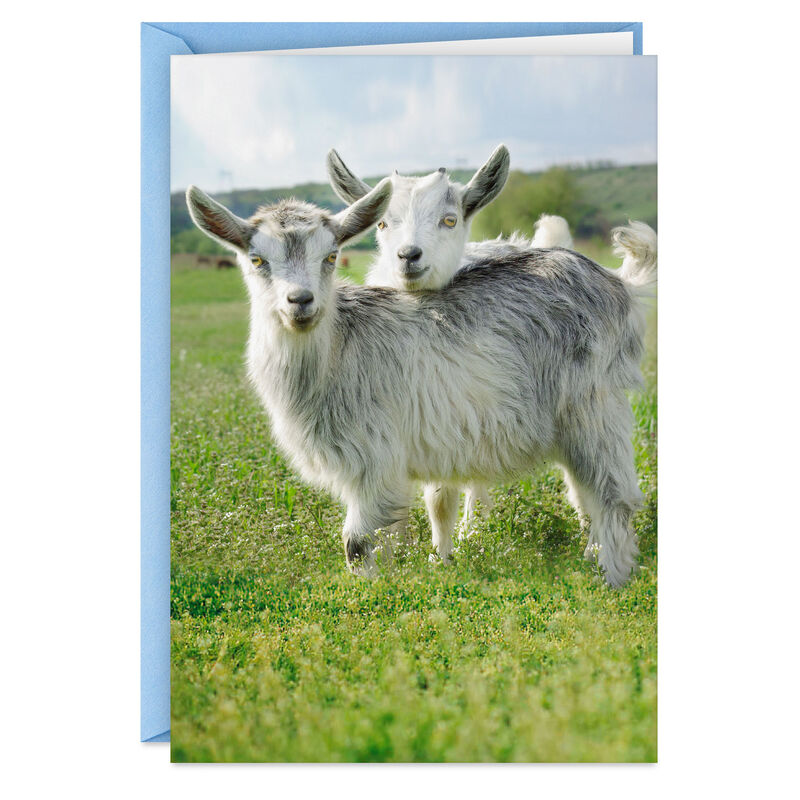 Two-Goats-in-Field-Funny-Anniversary-Card_399ZZS6507_01